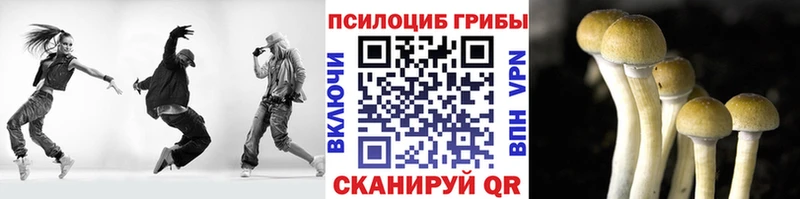 купить наркотики цена  Ставрополь  Псилоцибиновые грибы Cubensis 